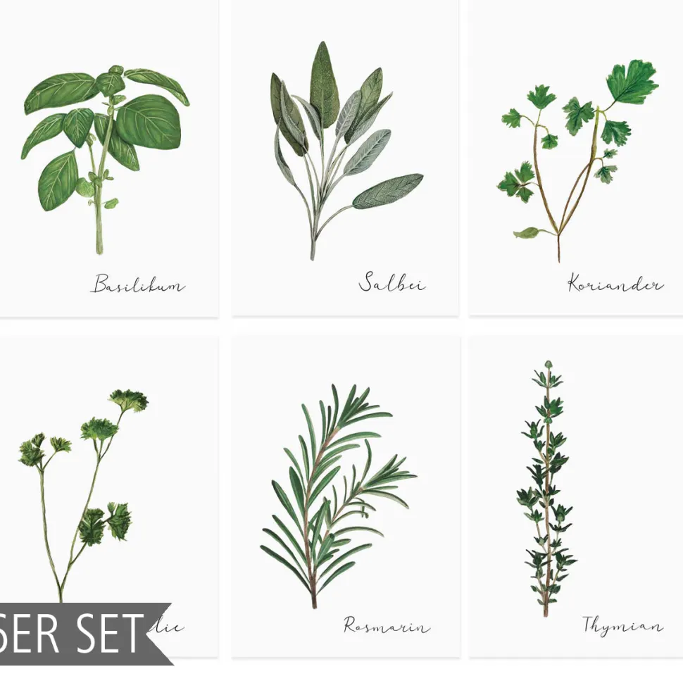 eulenschnitt_kruterkarten_SKUXJKCUiqmIR_0.webp Eulenschnitt Kräuterkarten im 6er-Set